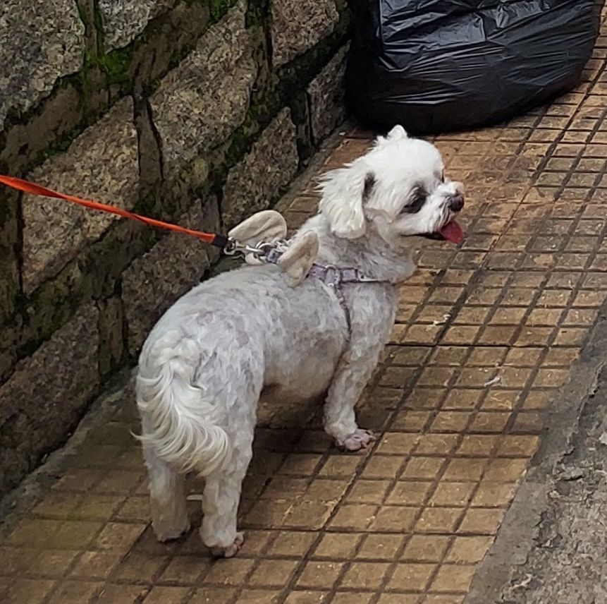 Bansil - 66100, Da Lat