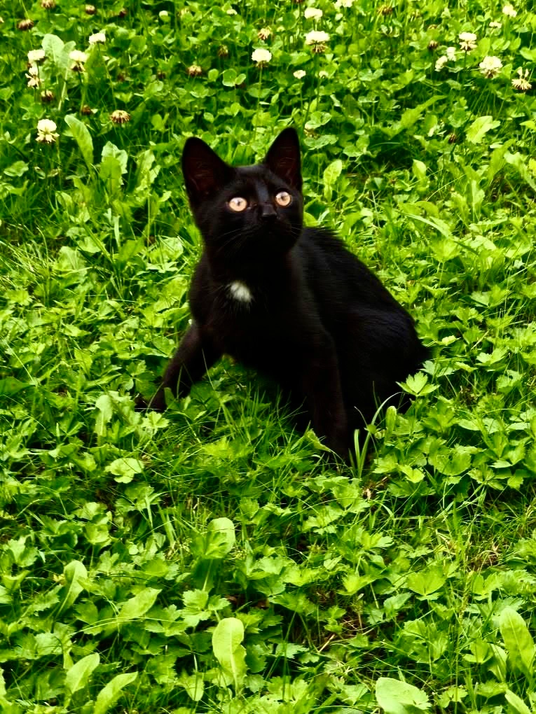 Gucci - Pštrossova, Praha