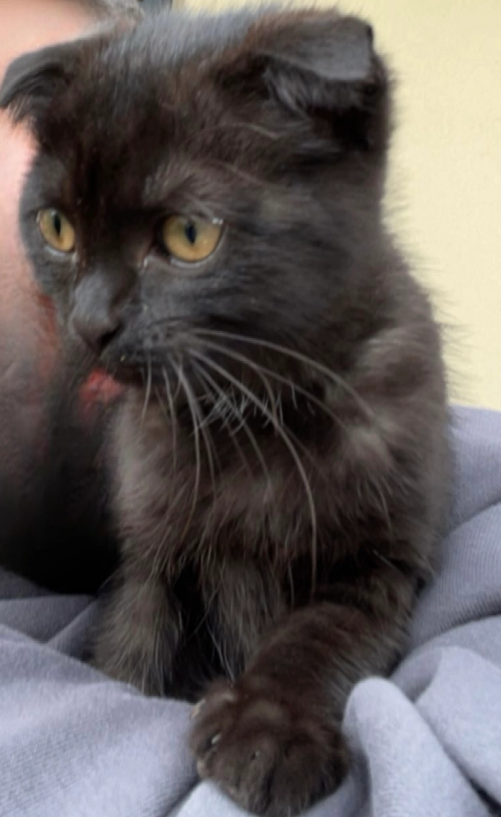 Zeytin - F. Stichlbergergasse, Himberg