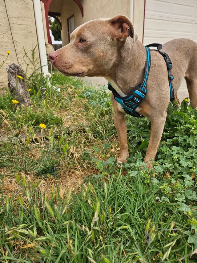 Lola - Preble Avenue, Richmond