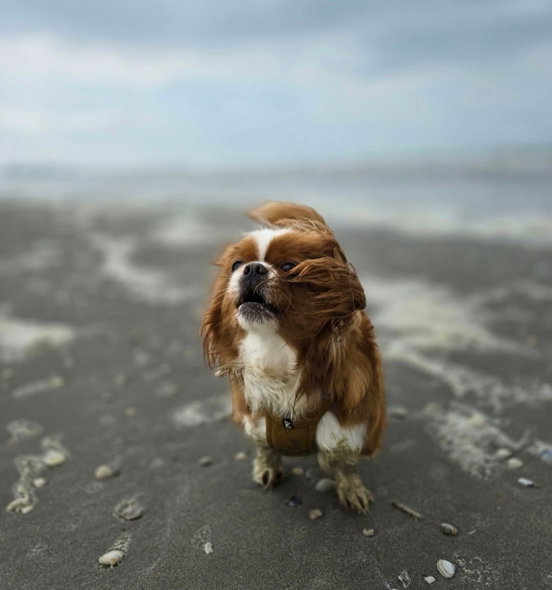 Sky - Uitterlier, De Lier