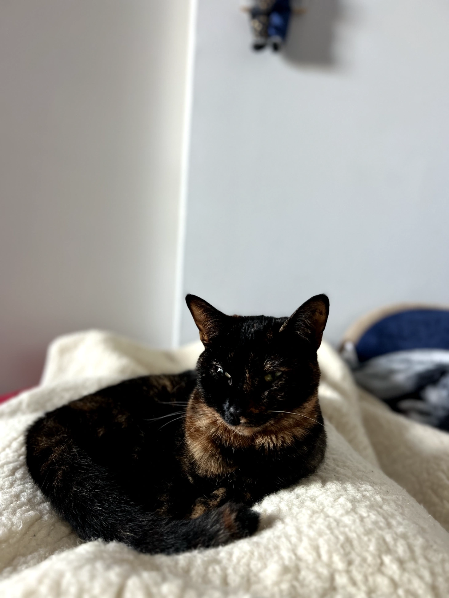 Mali - New Road Avenue, Chatham