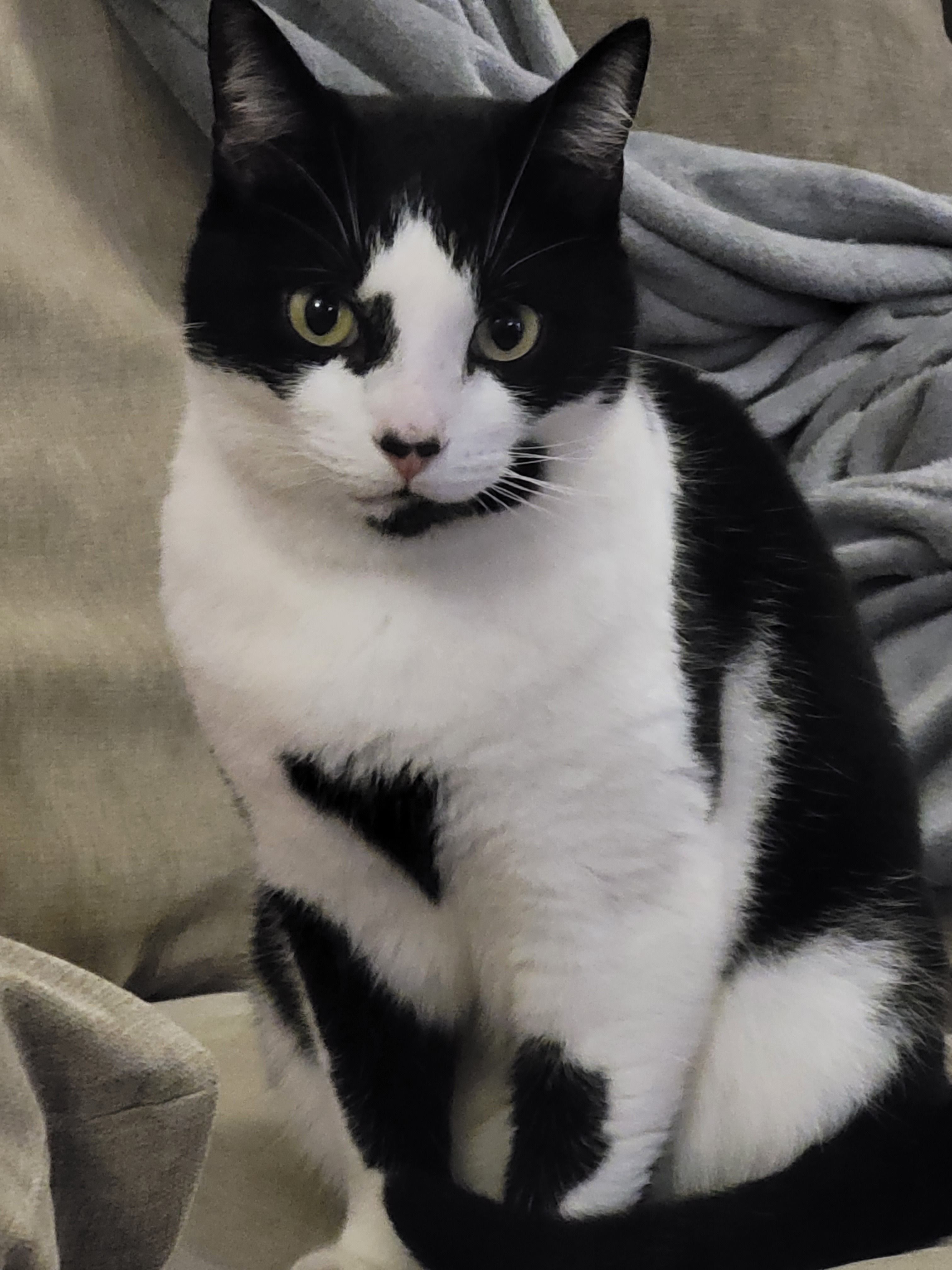 Jones - Field Avenue, Tydd st Giles, Wisbech