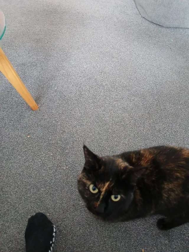 MISSY - Crouch House Road, Edenbridge