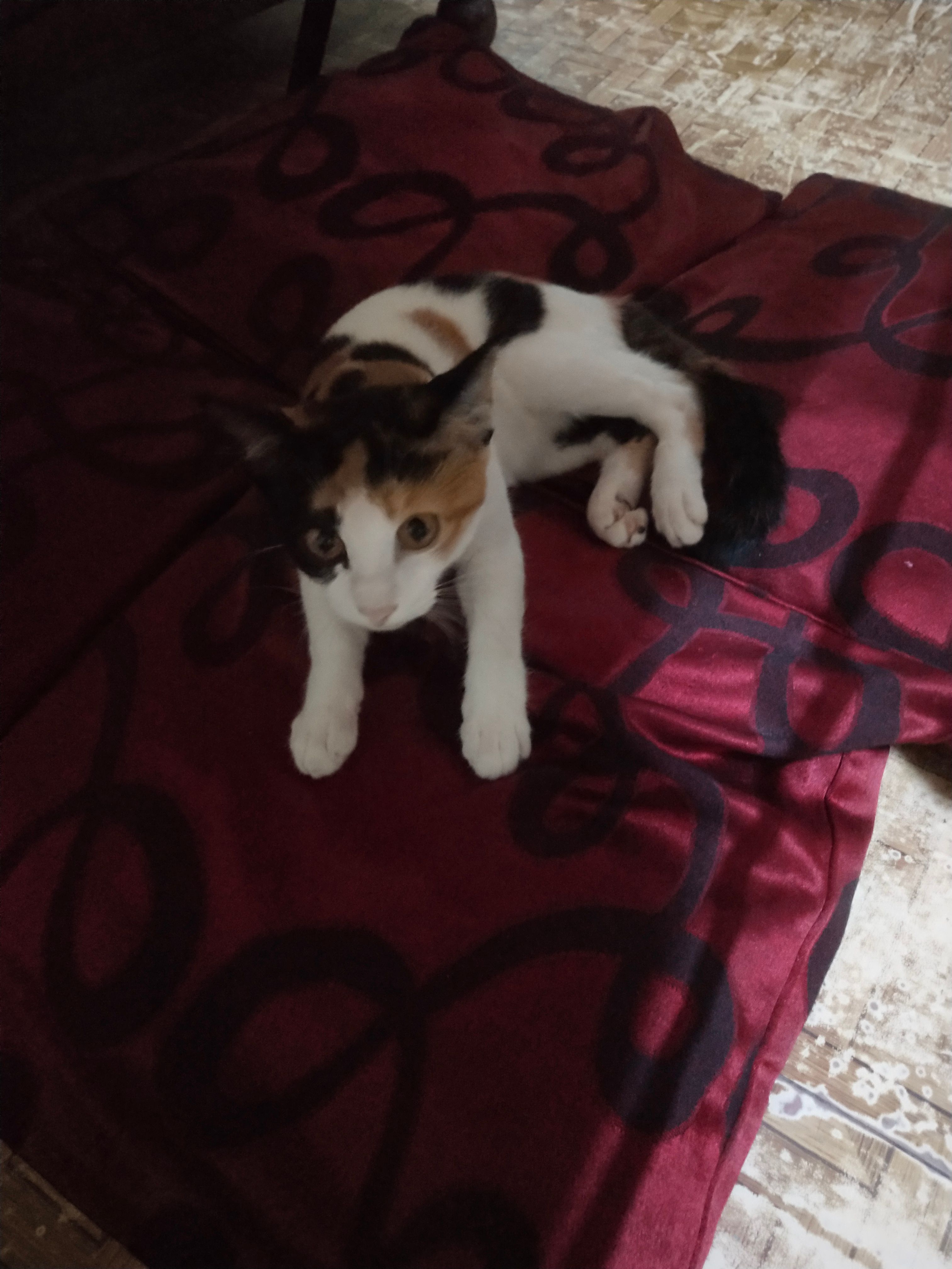 Zaidu - 248007, Dehradun