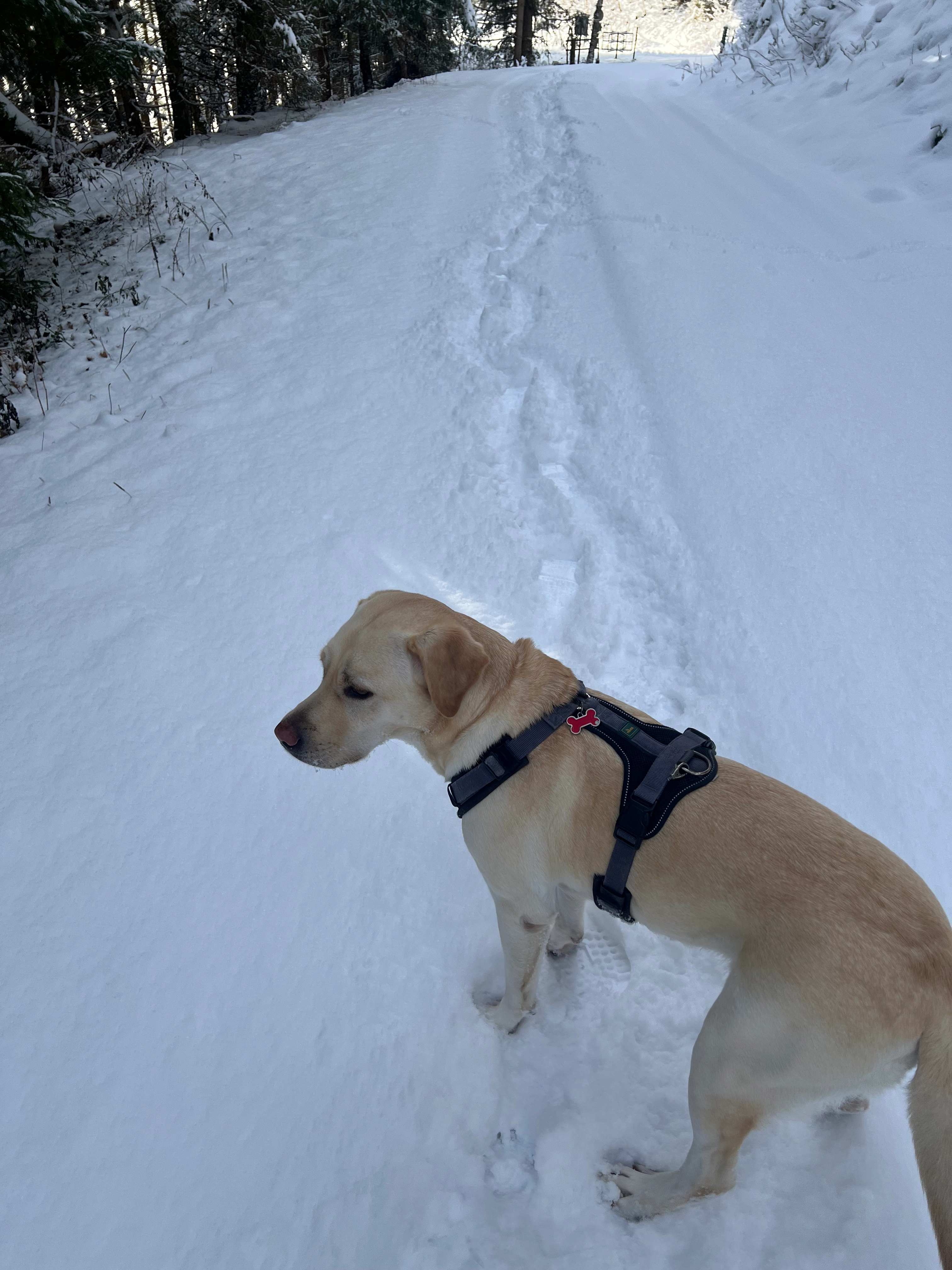 Shanti  - Gaisbichl 55, Niedernsill