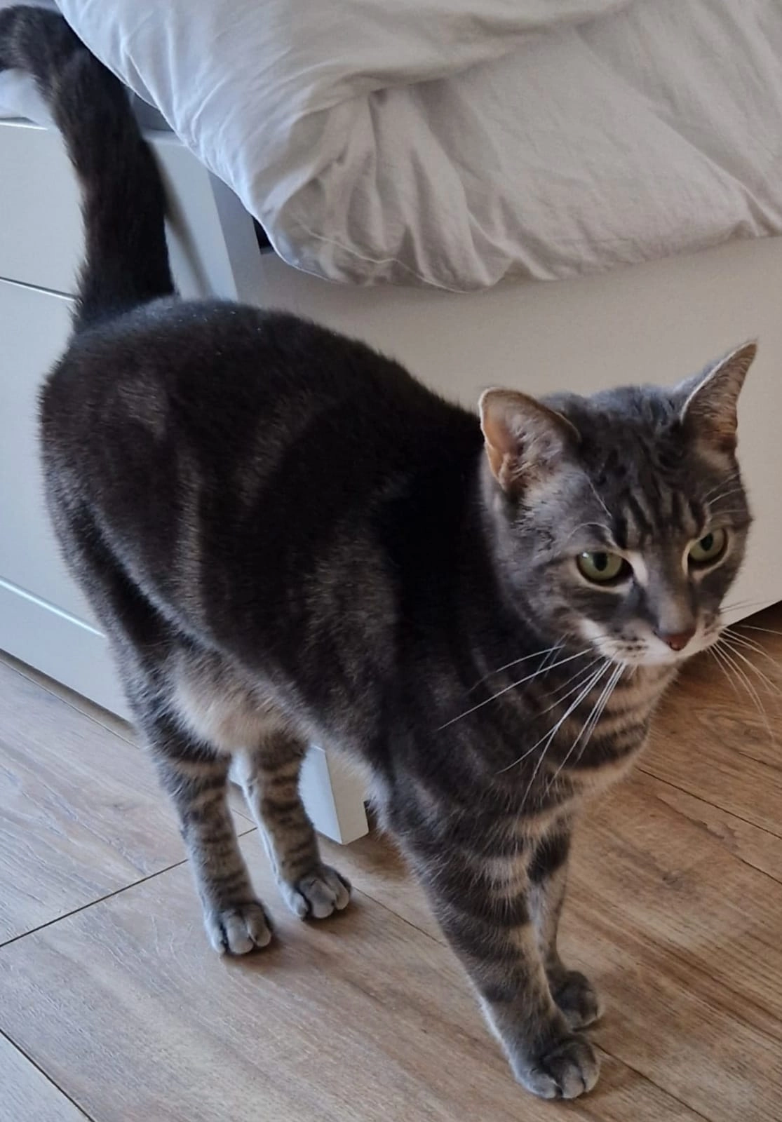 Willy - Am Wald, Gornau