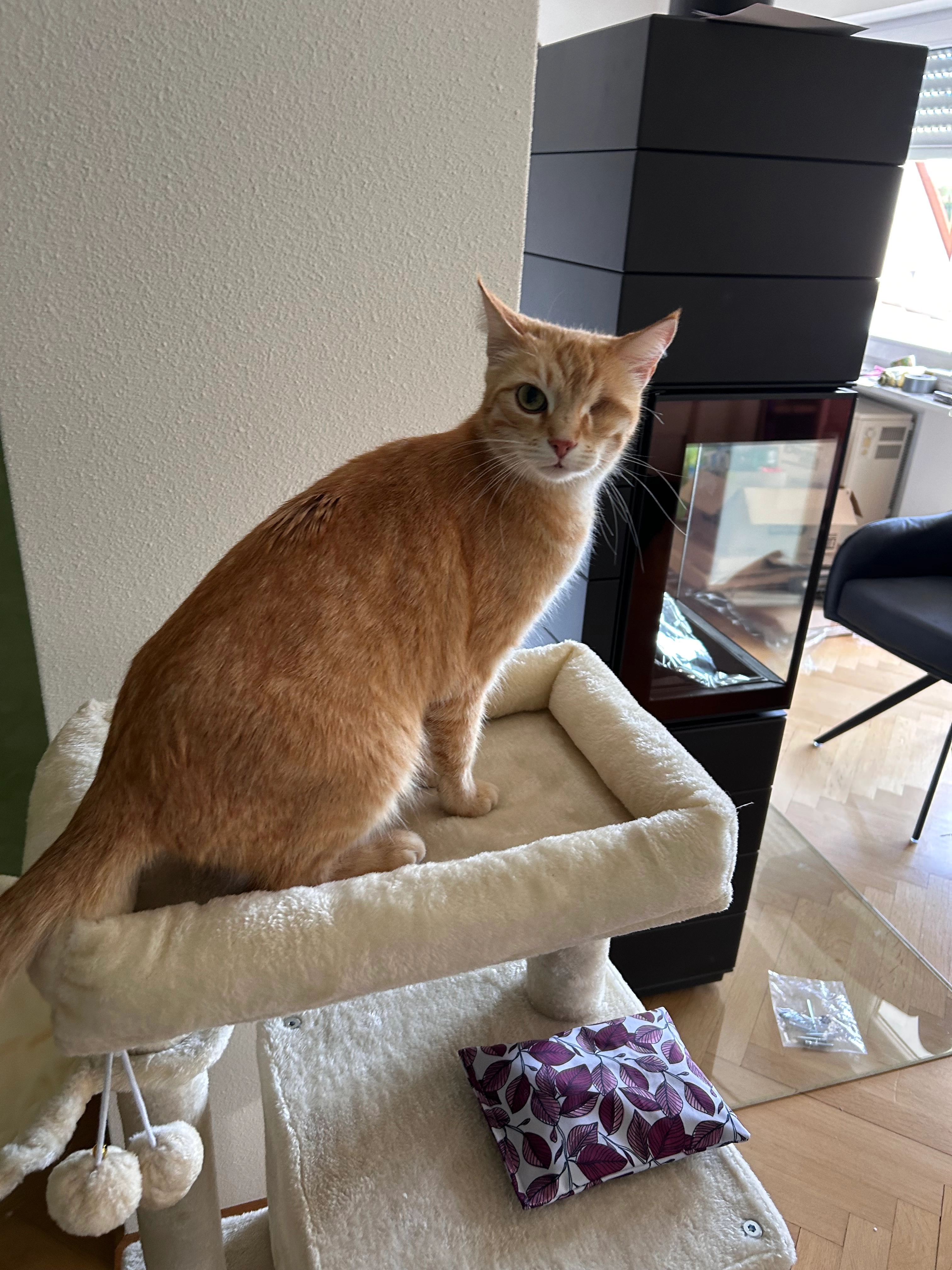 Bennet - 79780, Stühlingen