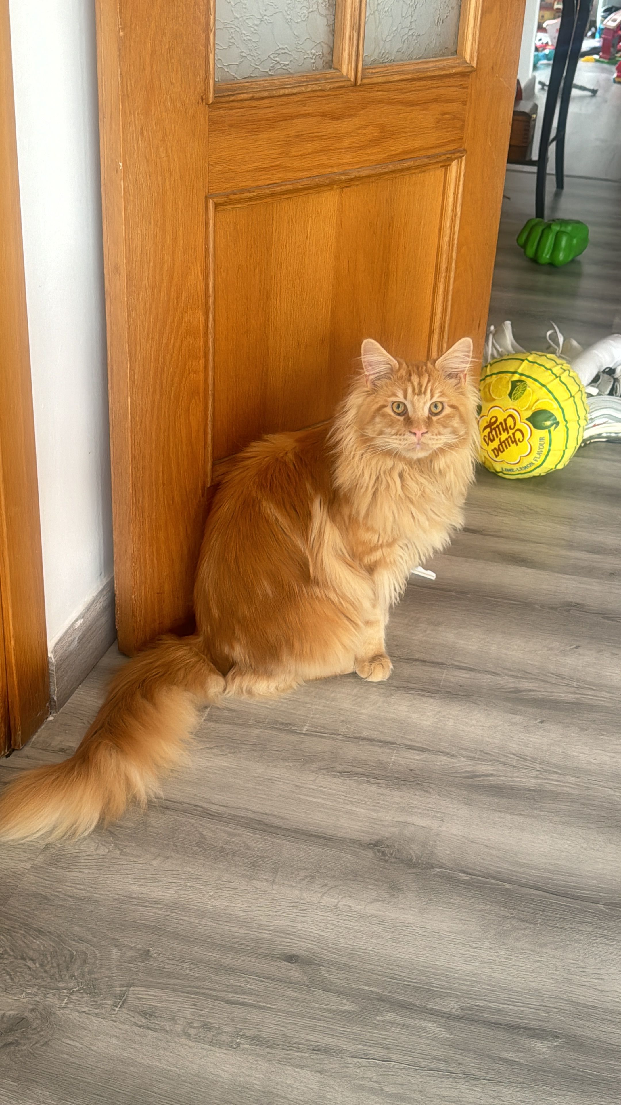 Horus - Calle de los Hermanos Maristas, Sitges