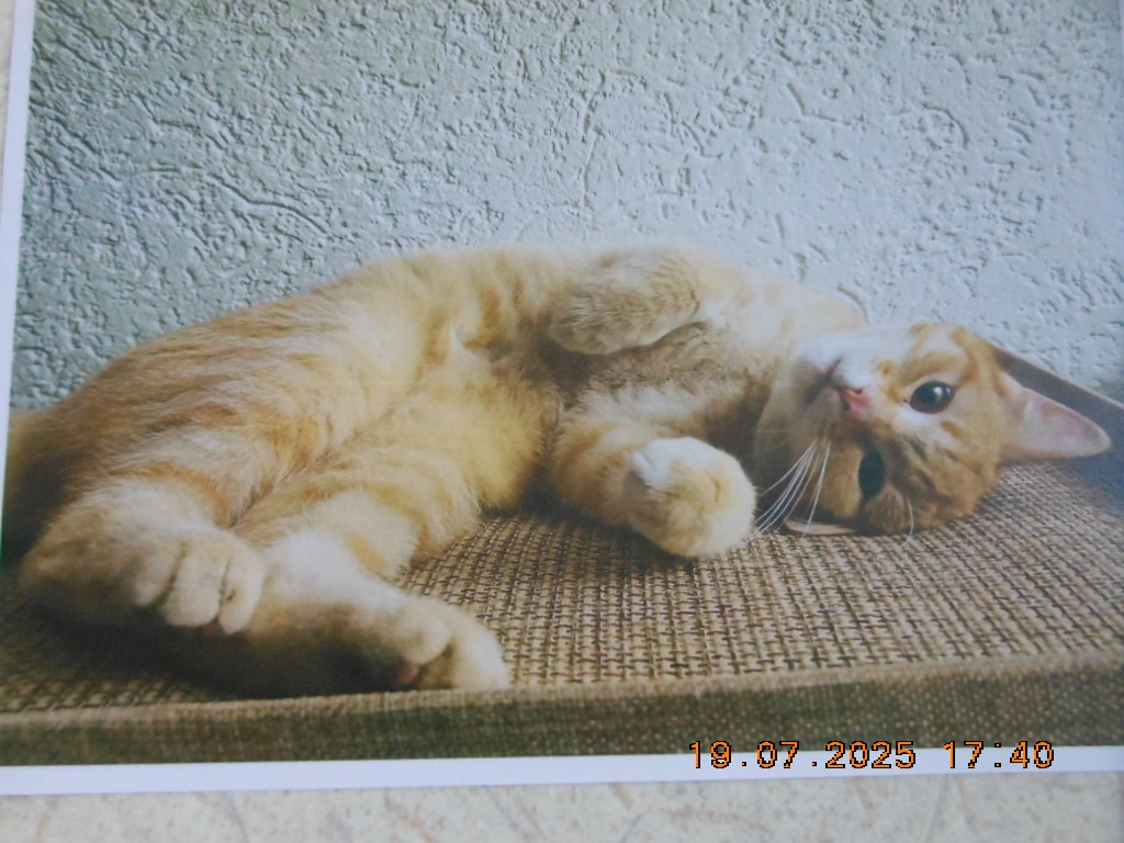 Shorty - Pumpernudl, Rudelzhausen