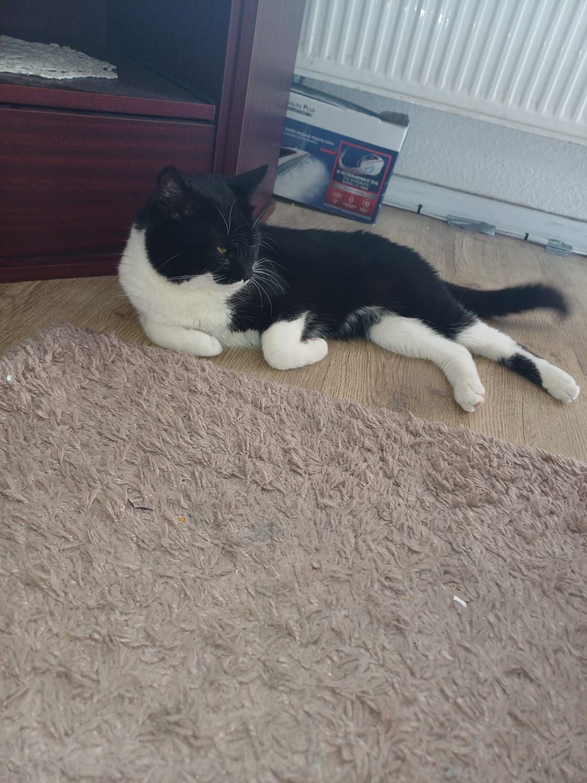  Eine Kater, er heißt flocke  - Burgholzstraße, Neubrandenburg