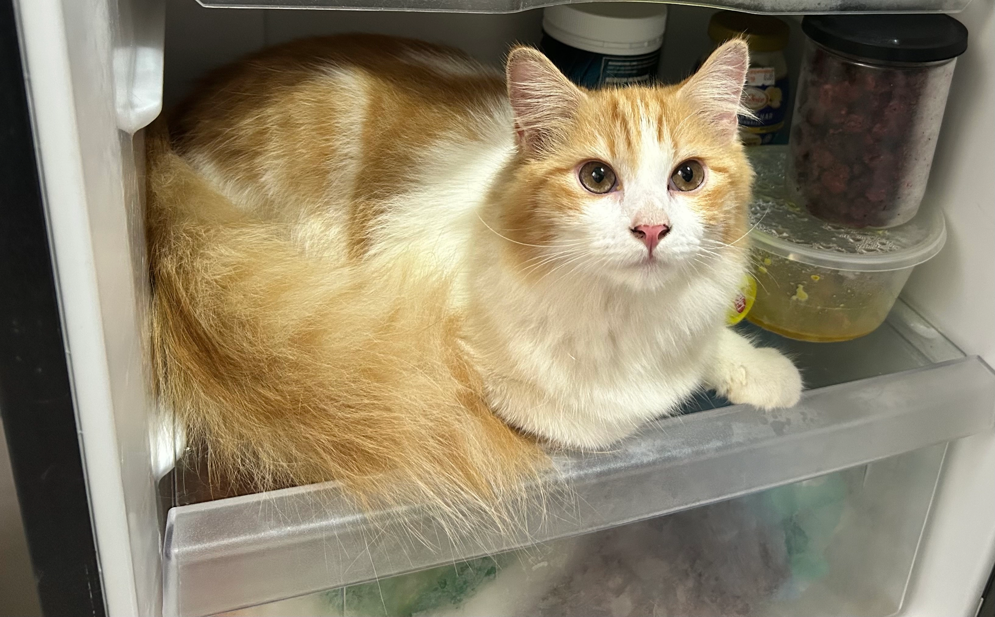 Barney Hunter - 47810, Petaling Jaya