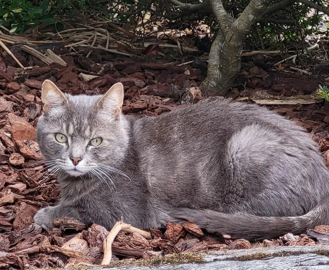 Joé  - Rue de l'Enclos 13, Donceel