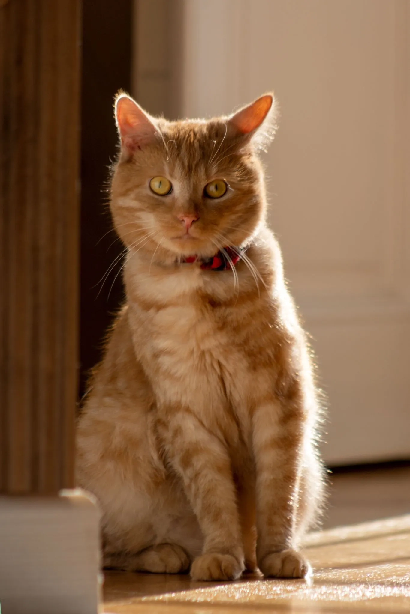 Lino - Malešická, Praha