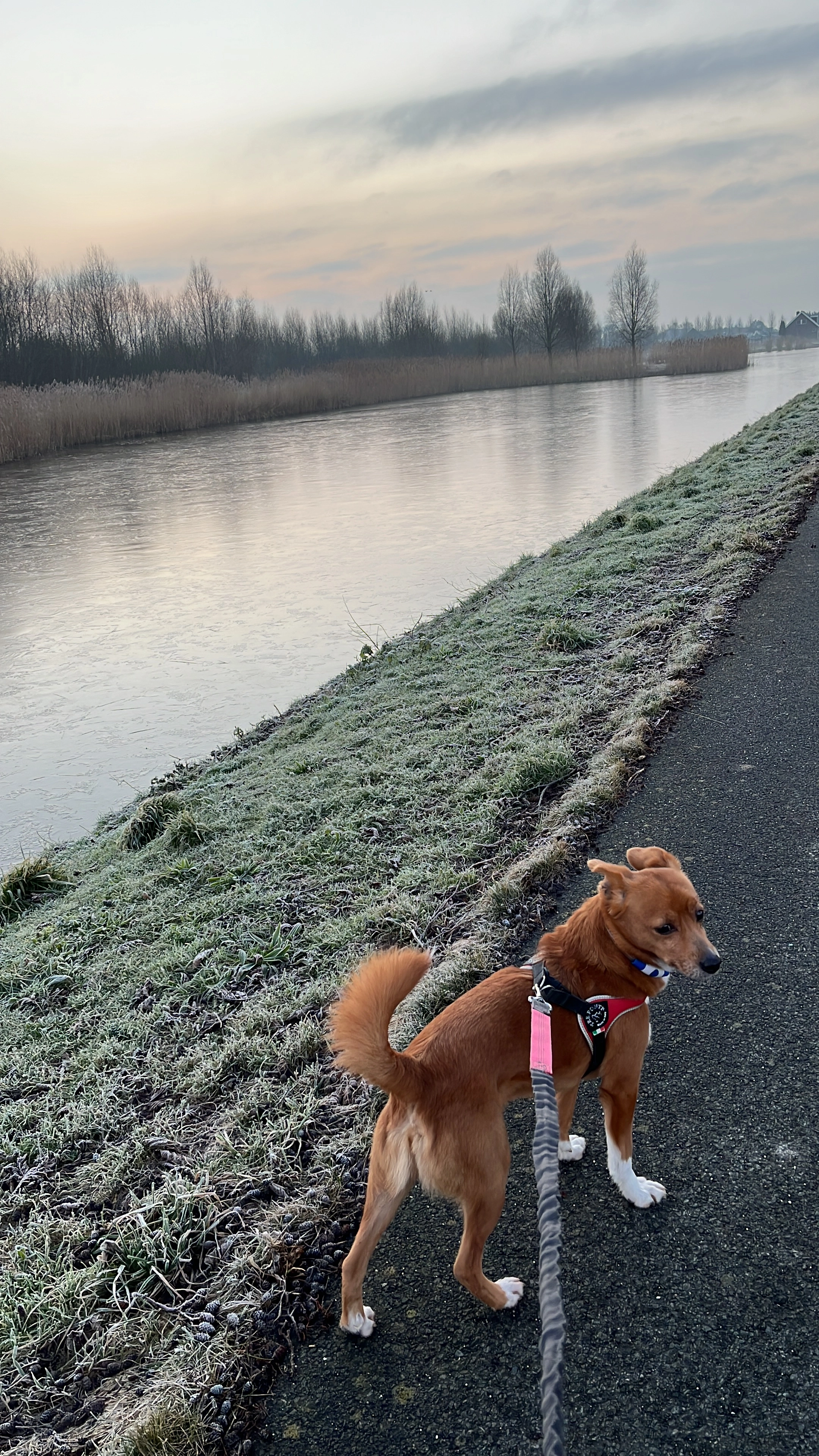 Pim - Wattstraat, Zoetermeer