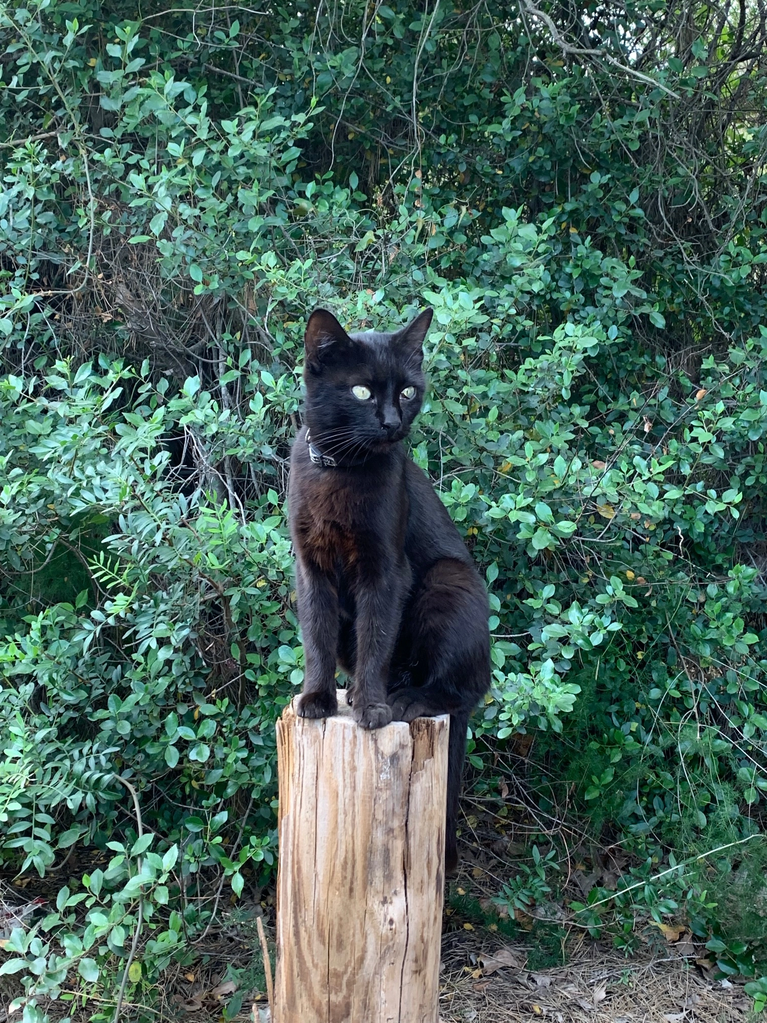 Valentina - Mönchskopfweg 9, Gaggenau/Moosbronn