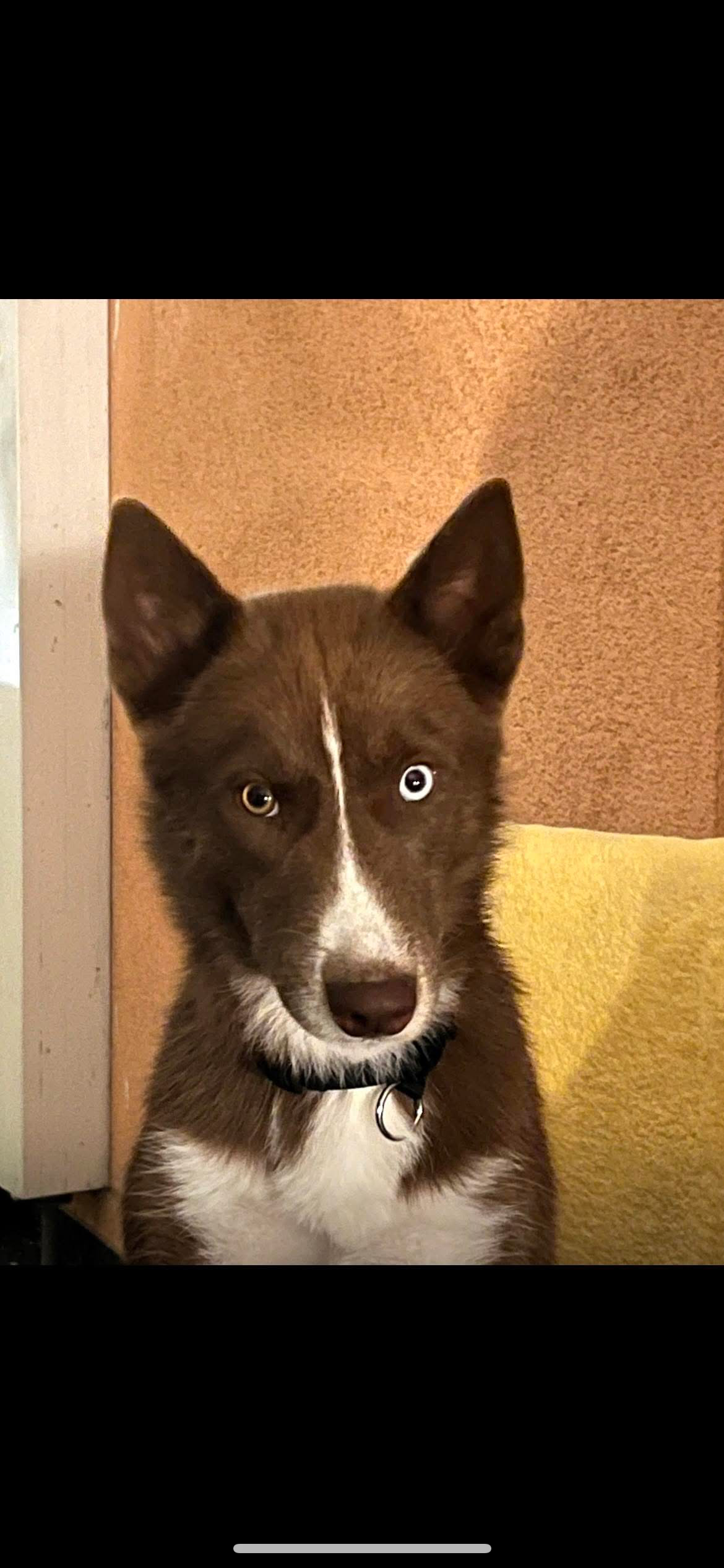 Joy - 2525, Schönau an der Triesting