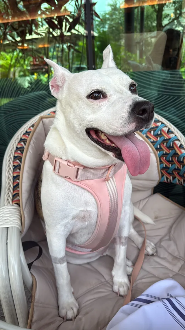 Maggie - South Harbour Island Boulevard, Tampa