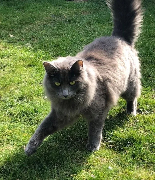 Cat named ‘Fox’ - 11651 SE 212th Pl, Kent