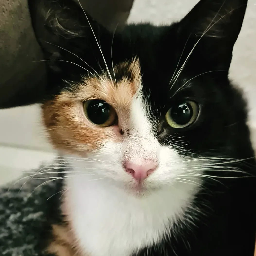 Maneki  - Gabelsbergerstraße, Coburg