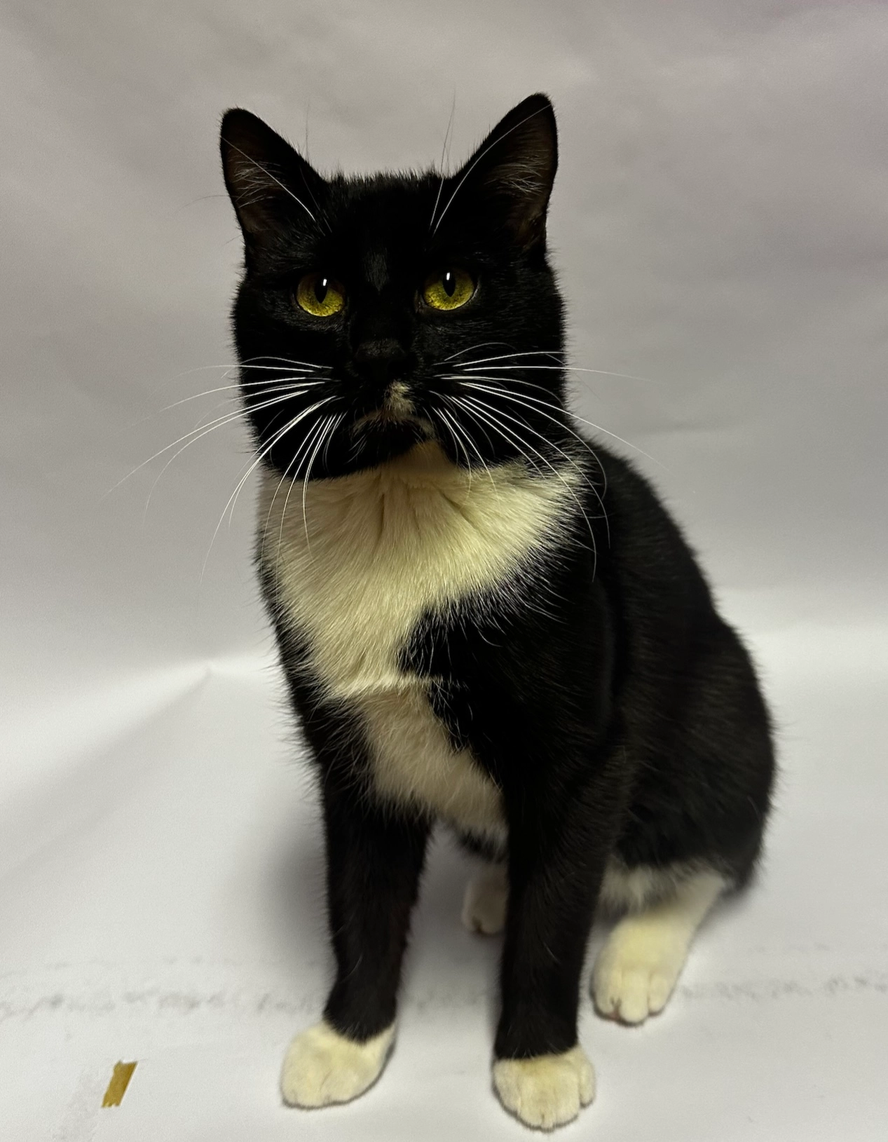 Johnny - Rudolf-Diesel-Straße, Urmitz