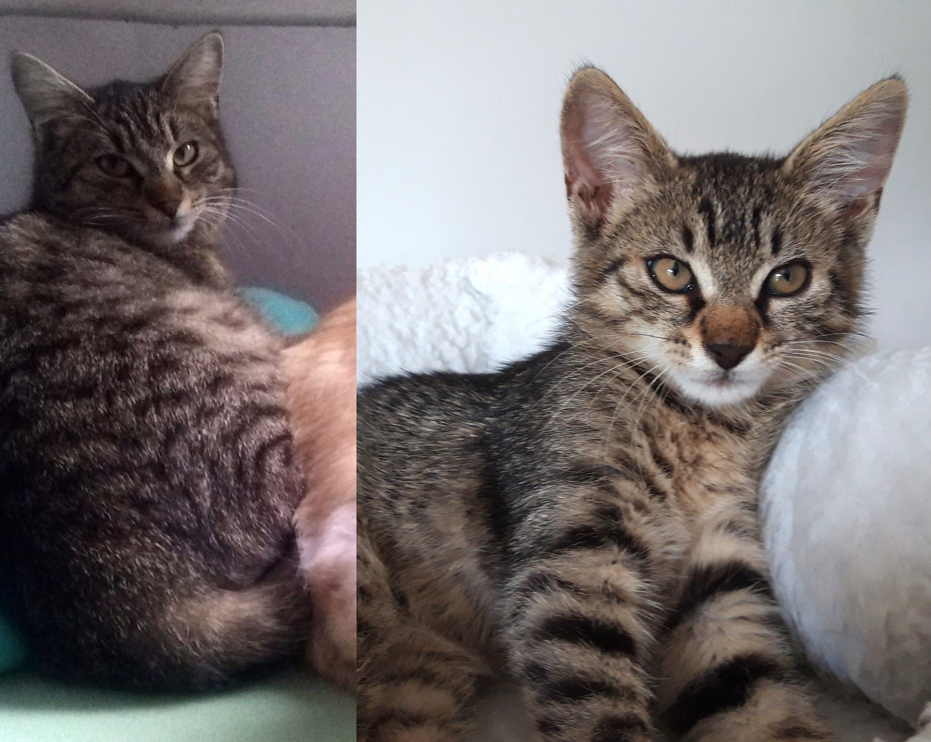 Rosanna (Rosie, Roza) - Gustava Krkleca 3, Samobor