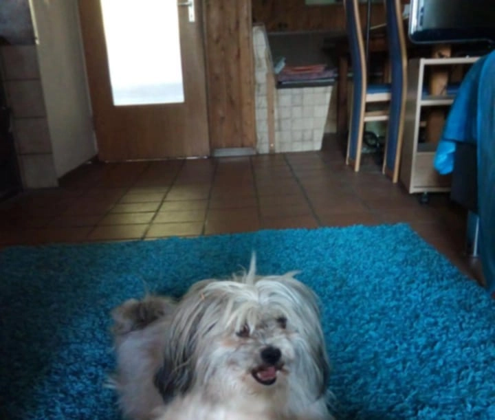 Leo - In den Rauschen, Großostheim