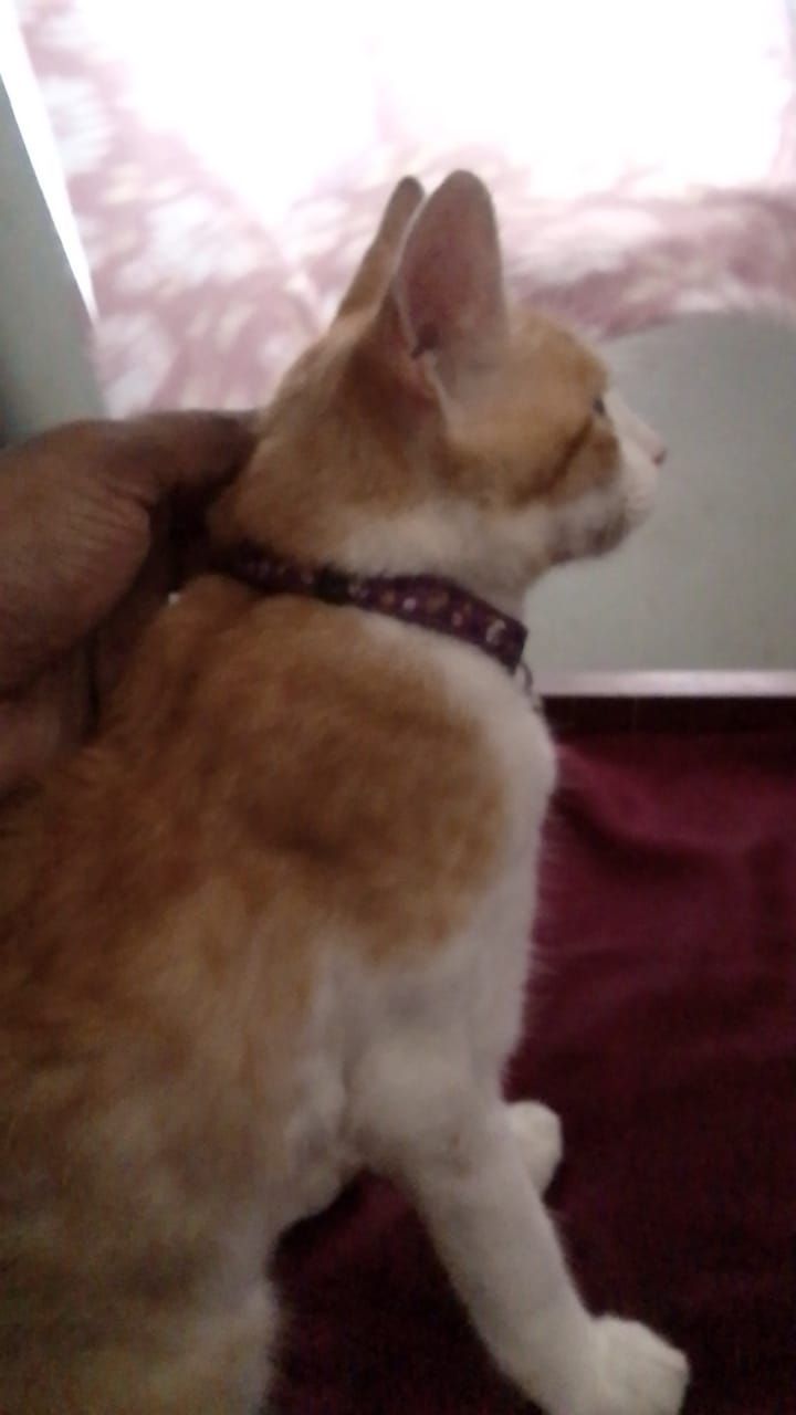 Orange - Statue Road, Nazareth