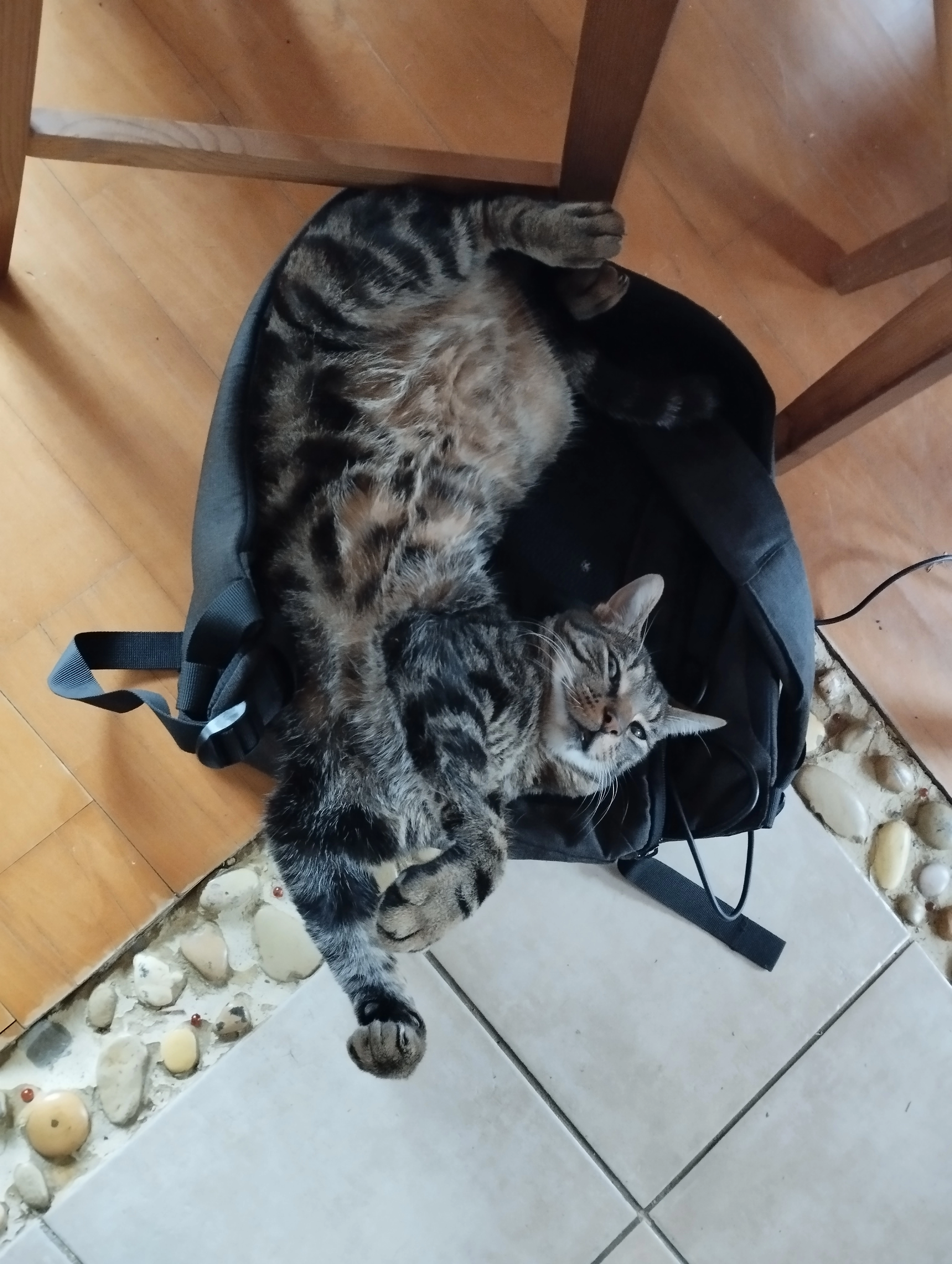 Thofnir - Rue De La Division Leclerc, Dorlisheim