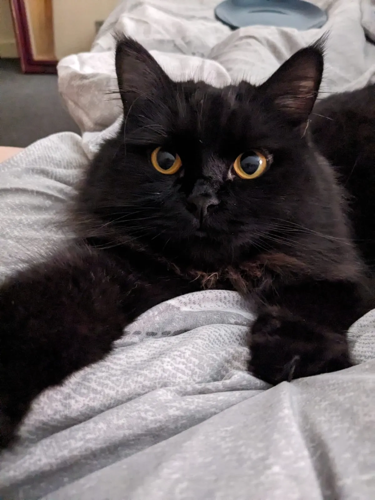 Figaro - Main Street, Rotherham