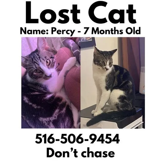 Percy - East Carmans Road, Farmingdale