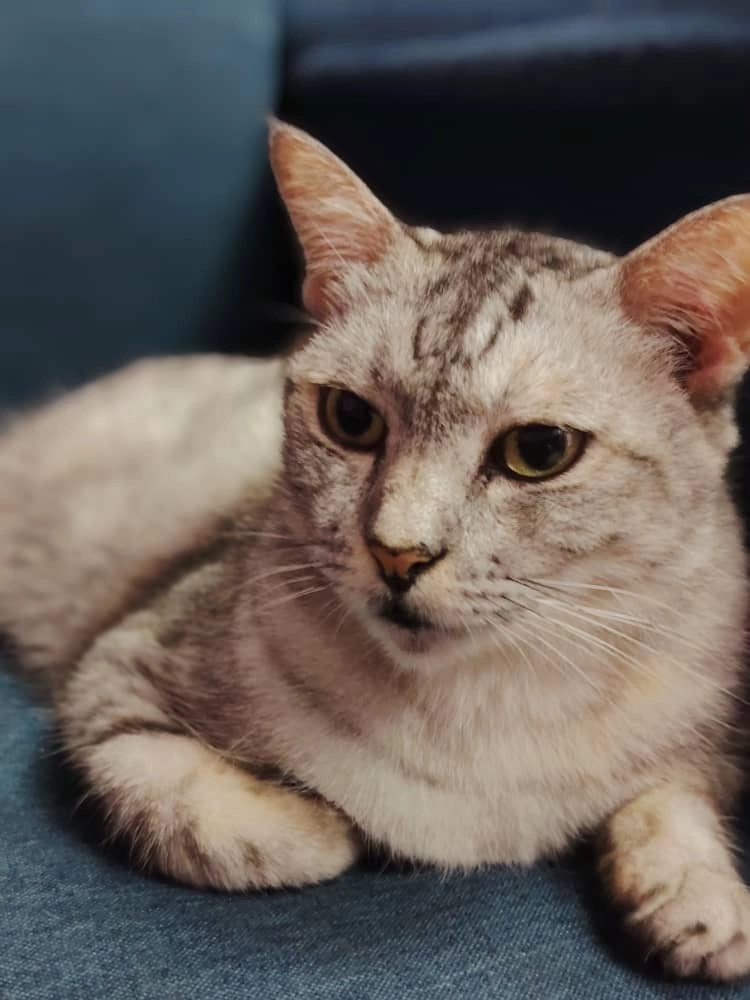 Soppana - Jalan Bukit Kempas 1, Johor 