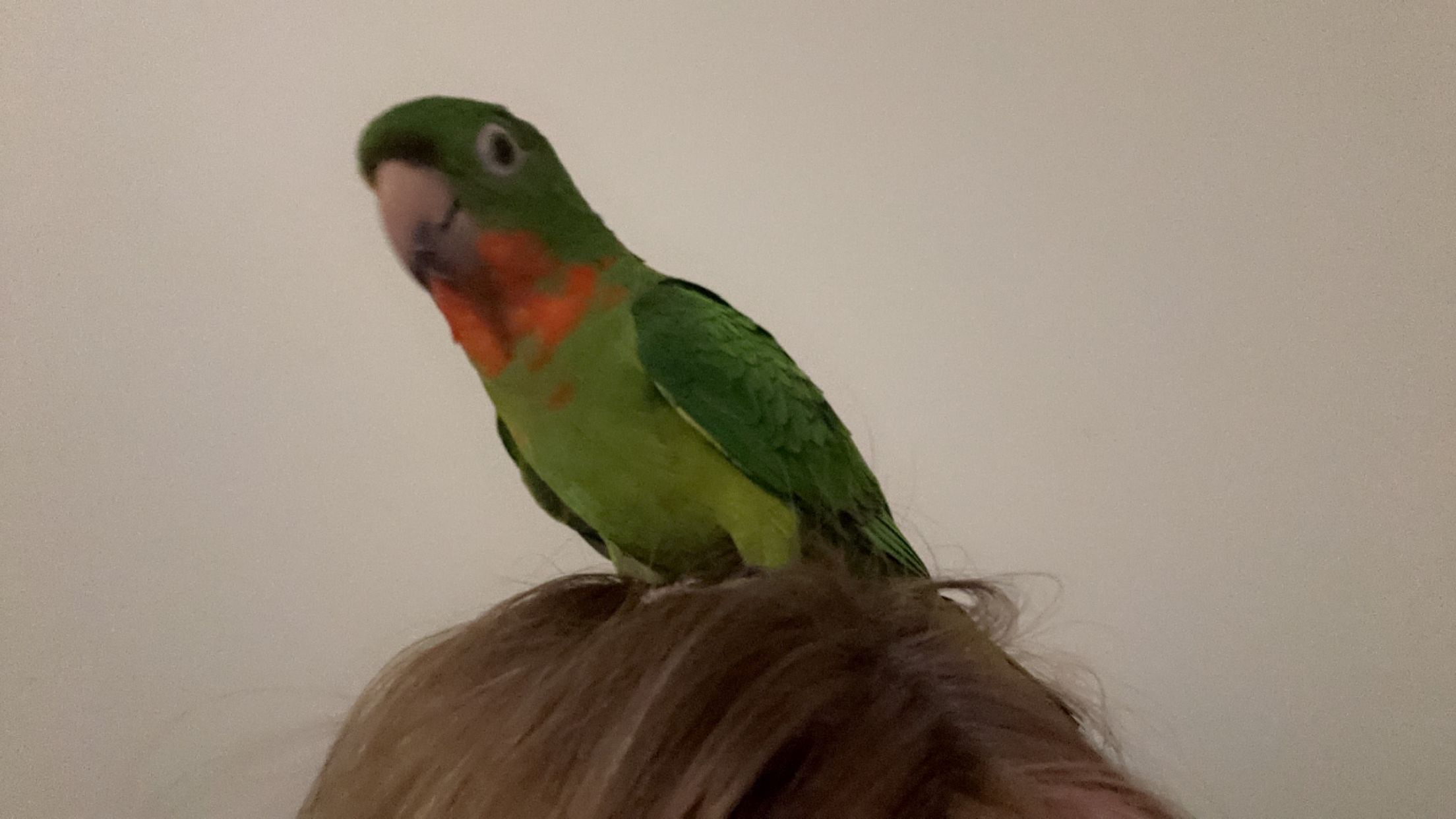 Red throated conure and Zigi - Pimpernel Way, St Austell