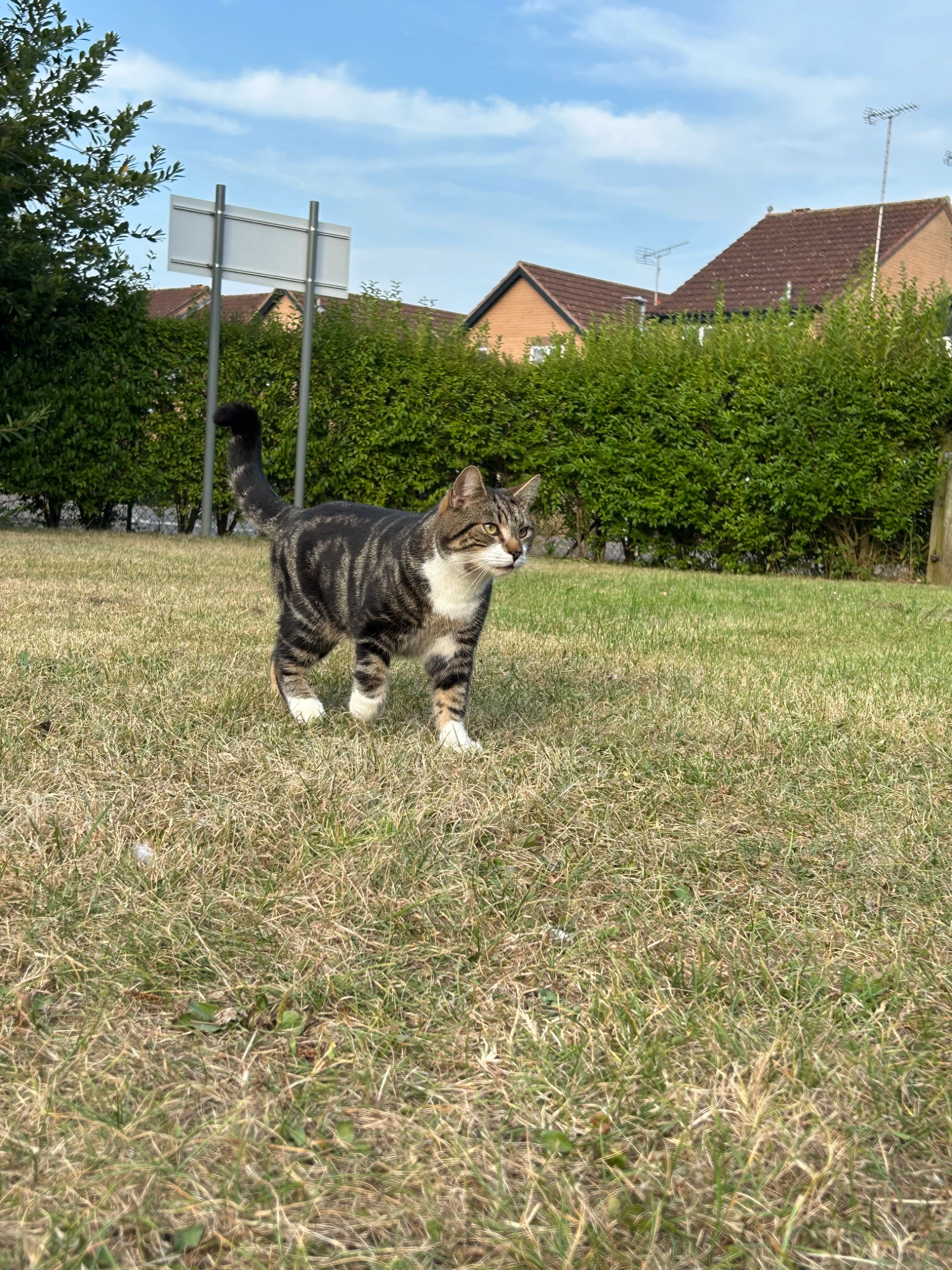 Mr B - Foxglove Close, North Walsham