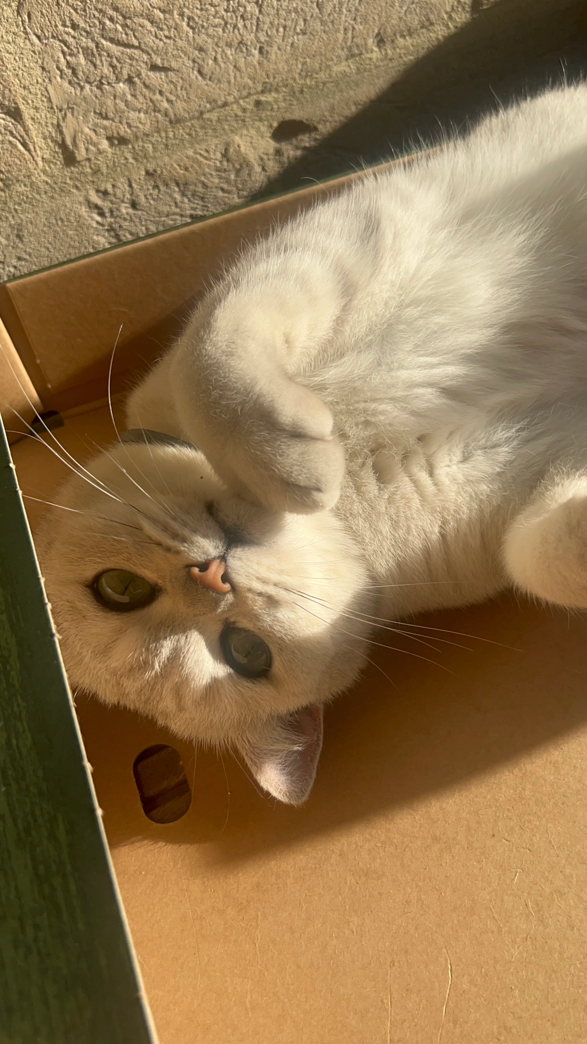 Mimi - Sledderlo, Genk