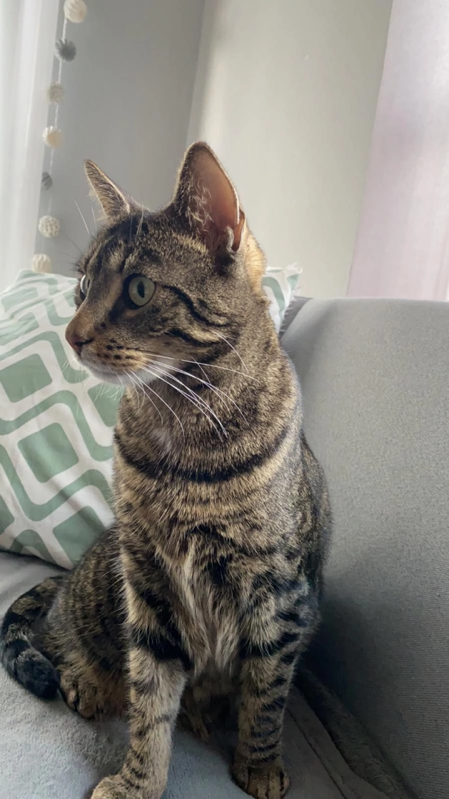 Woody  - Oberes Holz, Volkertshausen