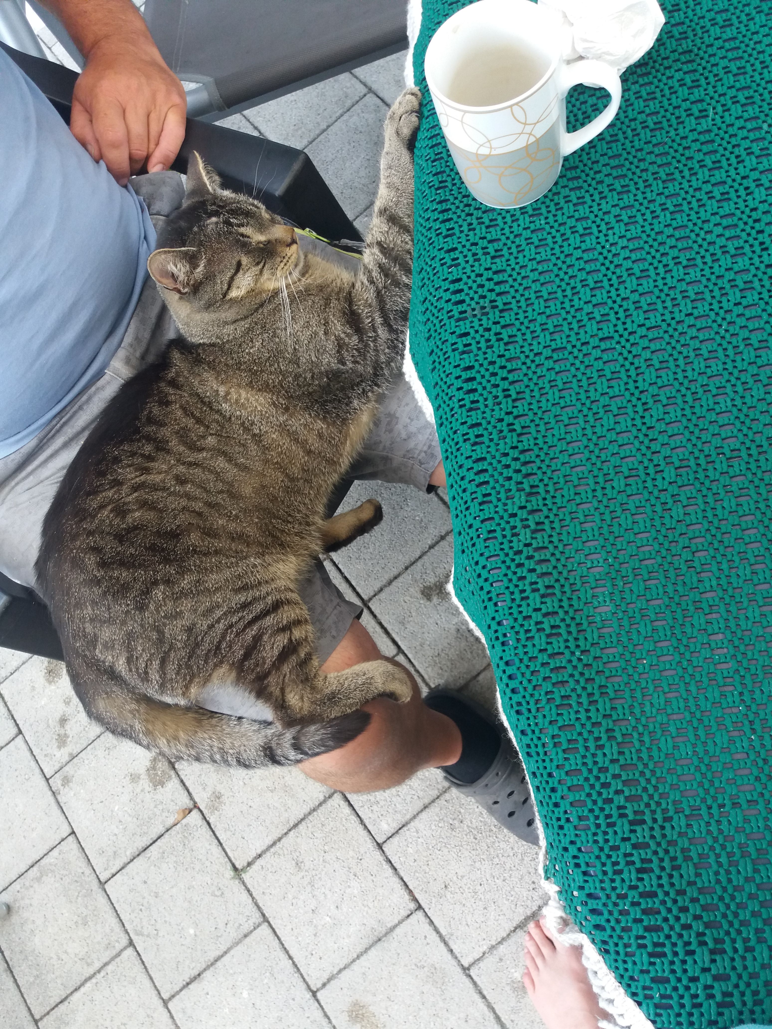 Tiger - Linzer Hauptstraße, Schönfeld