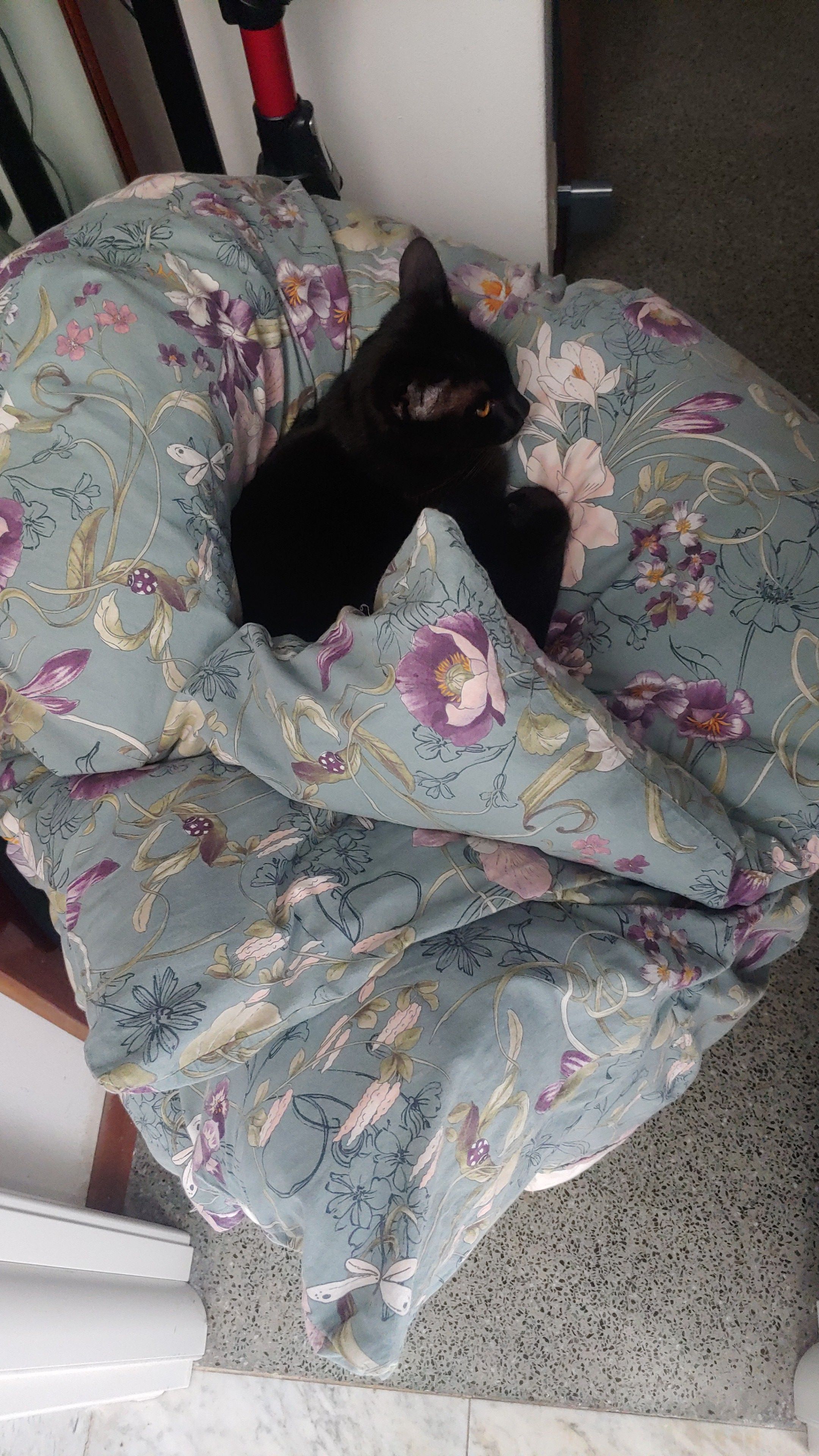 Felix - Via Generale Antonio Chinotto, Udine