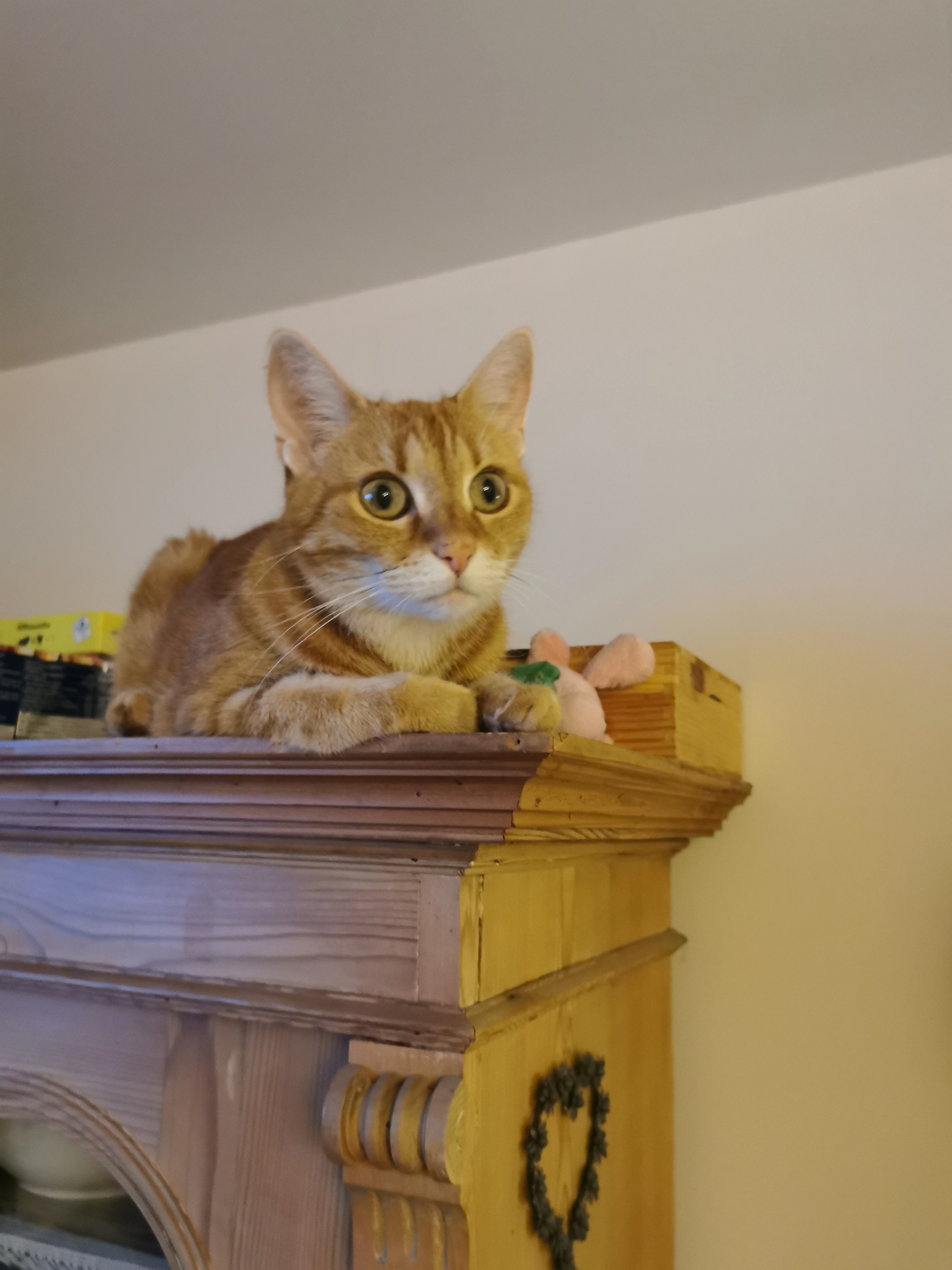 Muli - Wallgasse, Bischofswerda