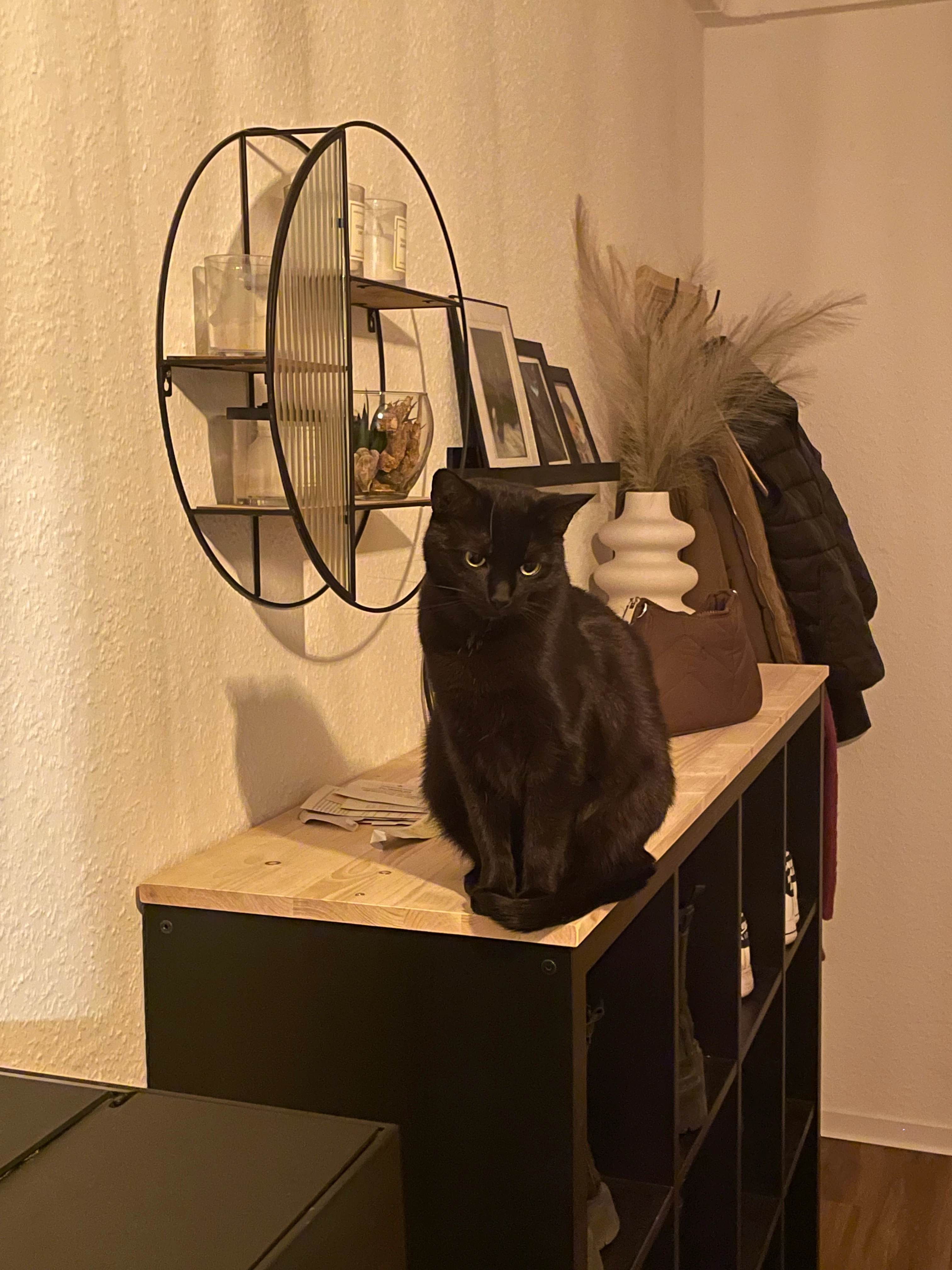 Velvet - Wilhelm-Franz-Straße, Dresden