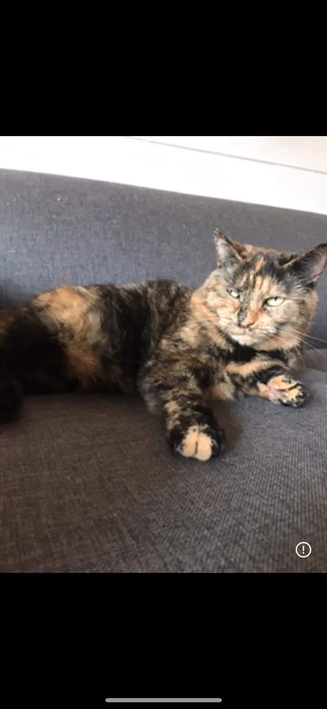 pumpkin  - The Causeway, Gloucester