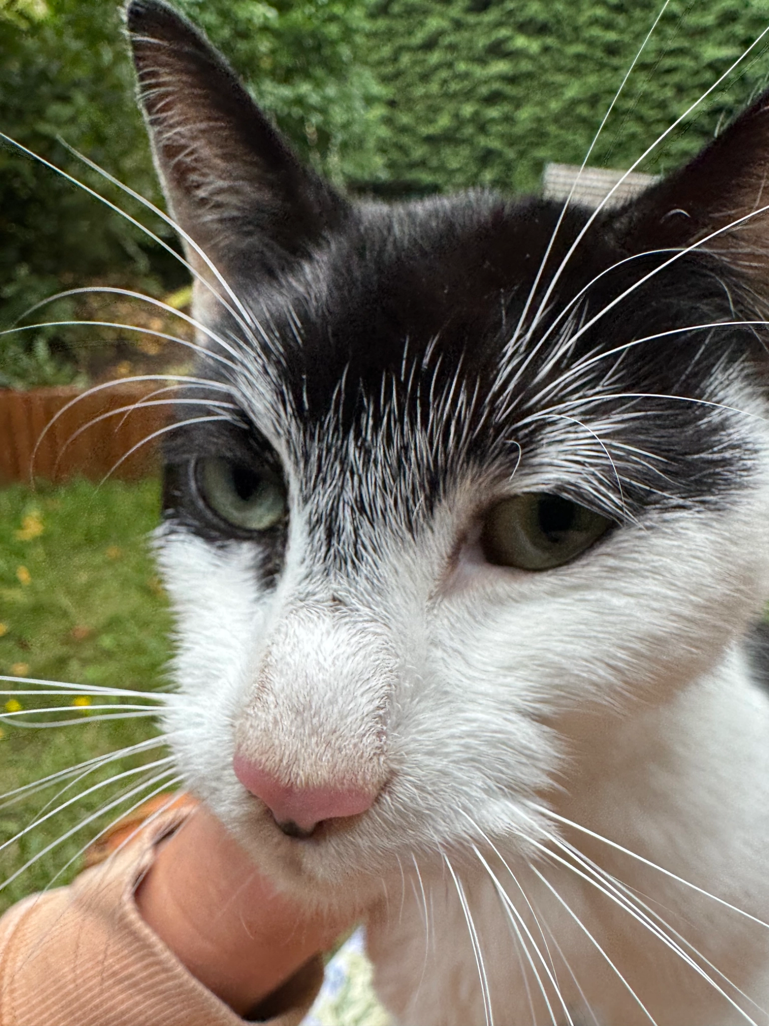 Jessilina (Lina) - King Coel Road, Colchester