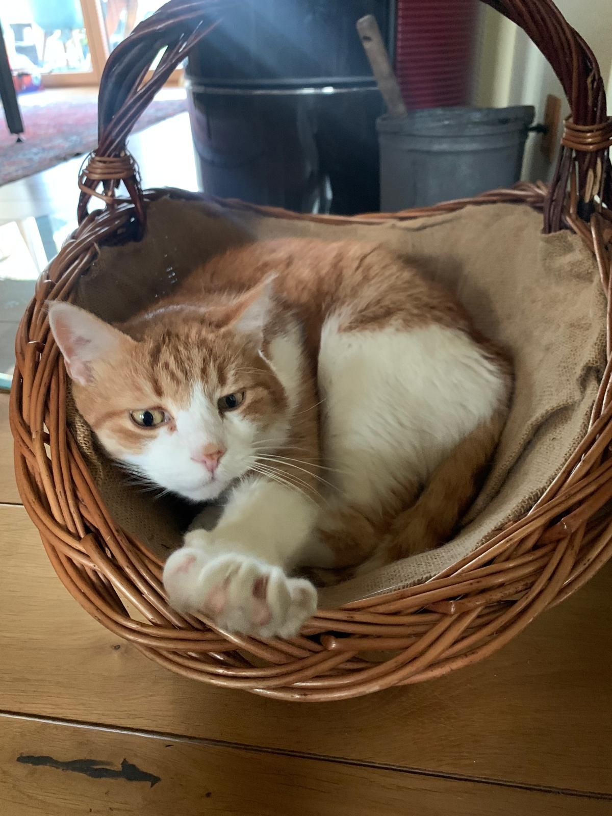 Juli - Garnisonsstraße, Hainburg an der Donau