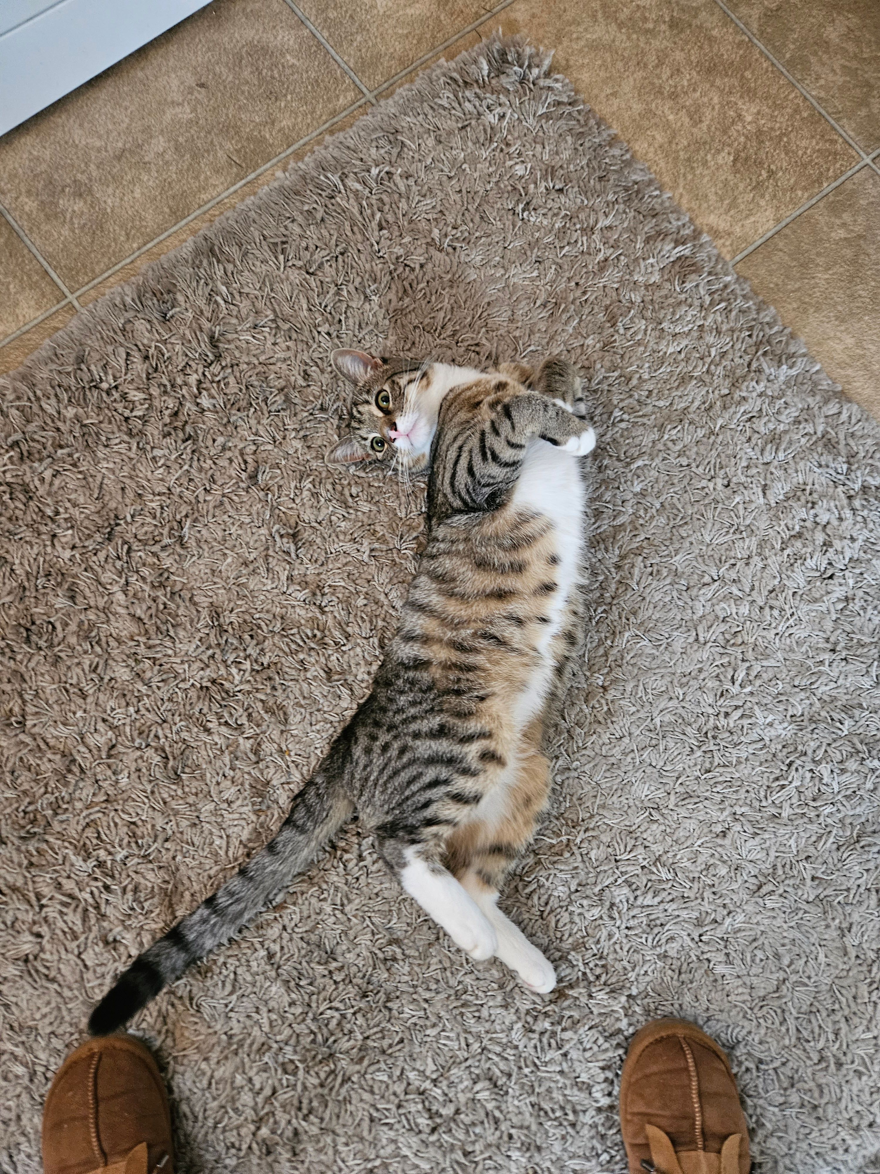 Leo - Siskin Crescent, Scunthorpe