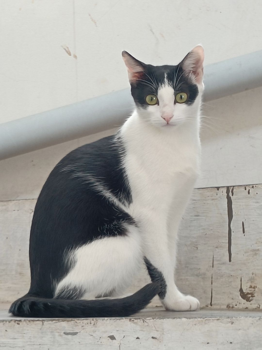 Oreo  - Spine Road, Pimpri-Chinchwad