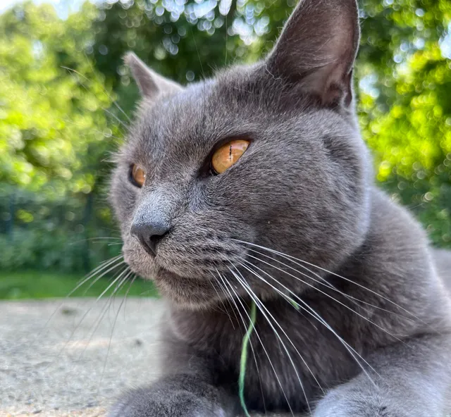 Smokey - Surrey Drive, Meriden