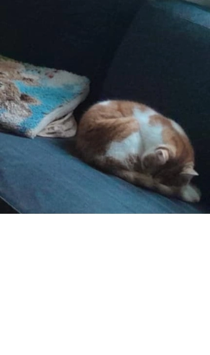 Lilo - The Green, Celbridge