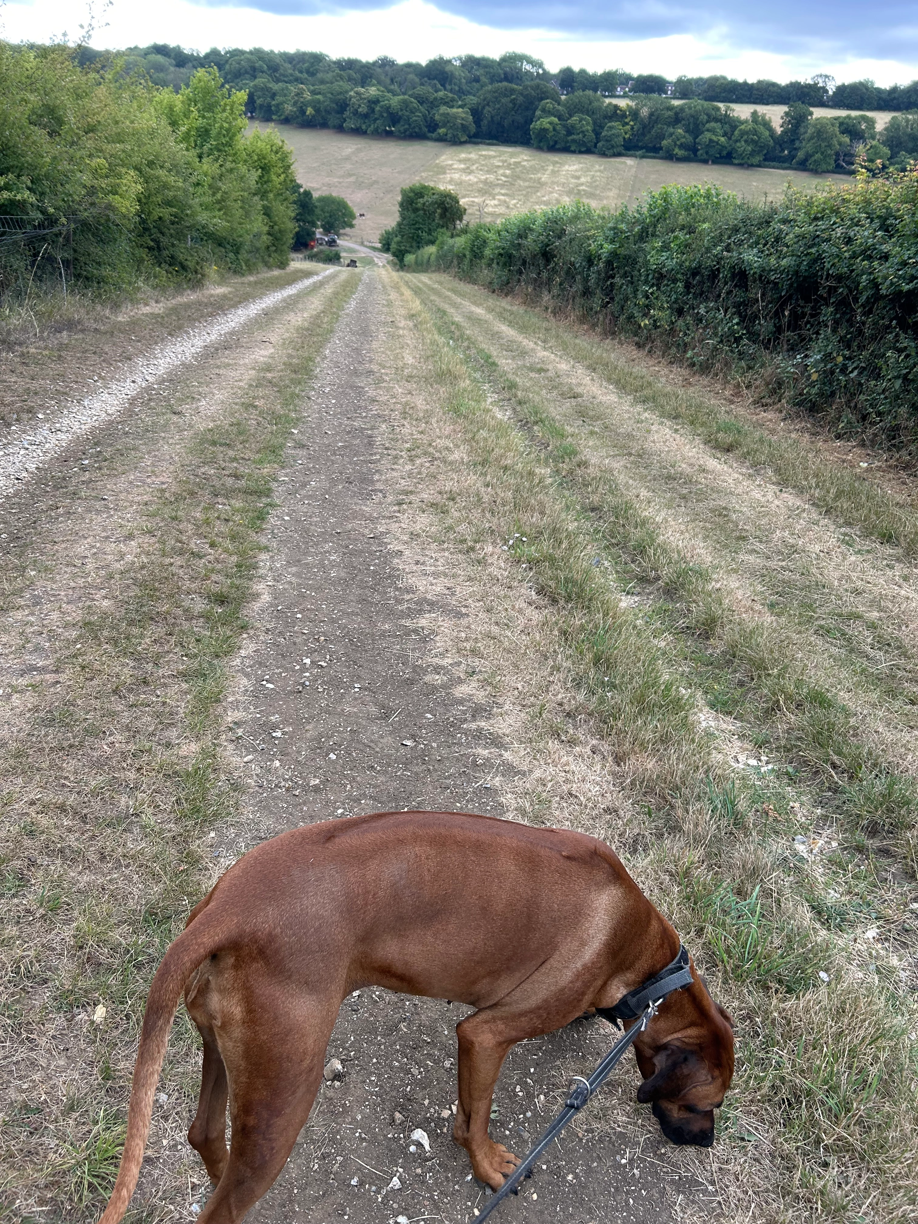 Juno - Shottenden Lane, Canterbury