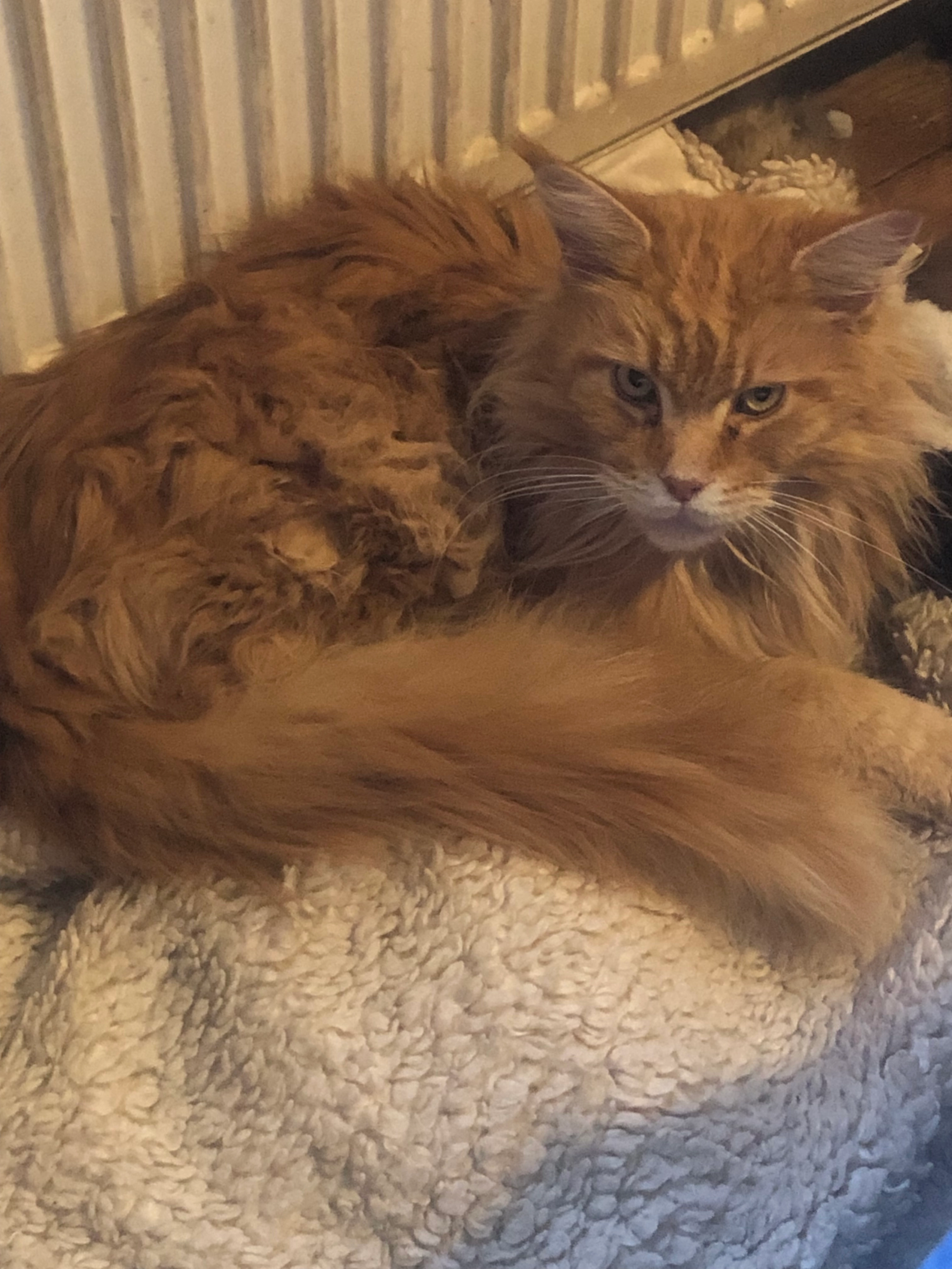 Sunny - Lumbfoot Road, Keighley