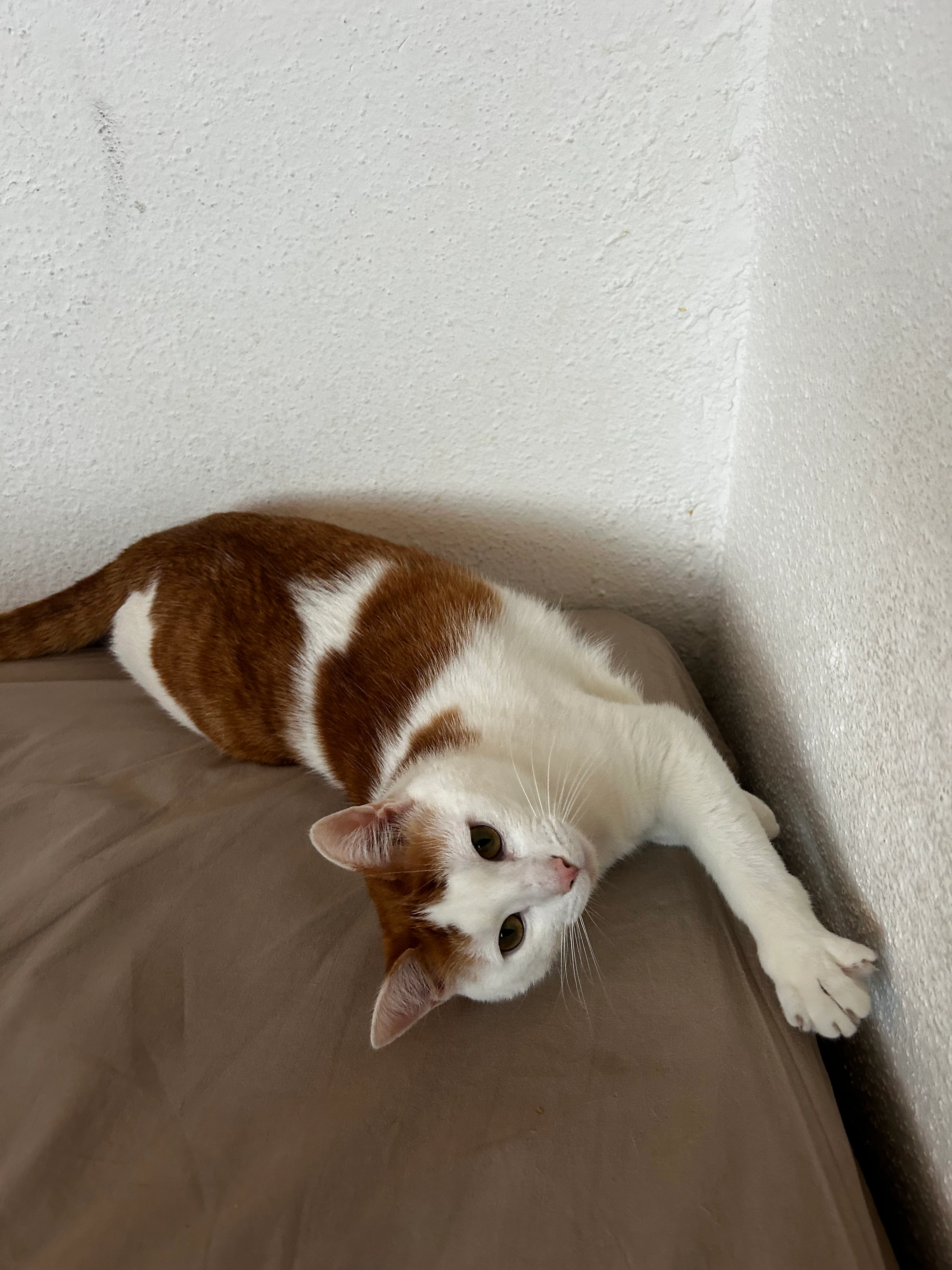 Xuri  - 15 Avenue Edmond Rostand, Saint-Jean-de-Luz